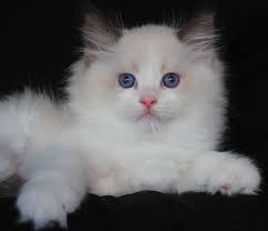 The ragdoll is a moderately active cat. Katt Katt Ragdoll Cat Price In Dubai