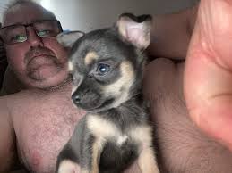 ❤️woohoo me been dopted 🌸❤️ Bruce original owner had to go into hospital,  he was adopted but is back but through no fault of his own He is looking  for a foster