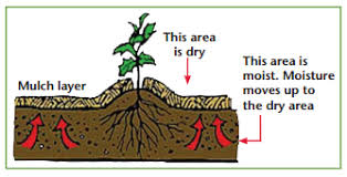 Maybe you would like to learn more about one of these? Mulching Should You Water Before Or After Mulching