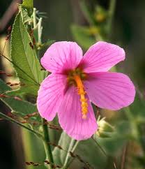 Image result for Kosteletzkya grantii