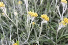 Image result for Helichrysum nitens