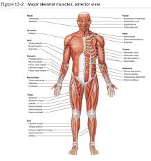 Broadly considered, human muscle—like the muscles of all vertebrates—is often divided into striated muscle, smooth muscle, and cardiac muscle. Solved 1 Location Of The Muscle The Names Of Some Muscl Chegg Com