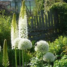 So können wir uns am schnellsten um ihr anliegen kümmern. Eremurus Himalaicus Himalaya Steppenkerze Mit Stauden Gestalten Steppengarten Steppenkerze Stauden Blumenbeet Gestalten