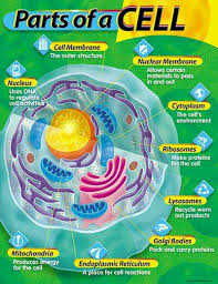 Animal cell project poster board. Jamiemcsloy Co Uk Home Facebook