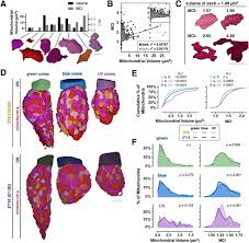 We did not find results for: Daily Mitochondrial Dynamics In Cone Photoreceptors Biorxiv