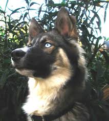 Australian Shepherd German Shepherd Mix Black And White German Shepherd And Australian Shepherd Mix Dogs Dog Breeds Cute Animals