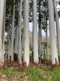 Image result for Eucalyptus grandis