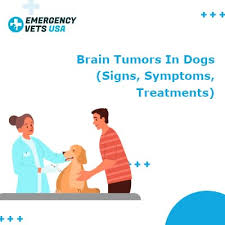 The brainstem auditory evoked response (baer) test is a sophisticated 3 small electrodes are attached the skin on your dog's head. Brain Tumors In Dogs Signs Symptoms Treatment Options