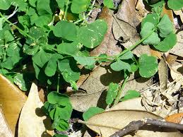 Image result for Drymaria