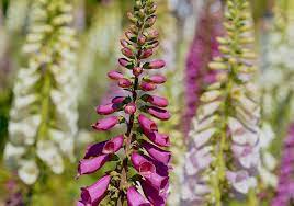 Native flowers in washington state. Northwest Plants That Are Toxic To Your Dog