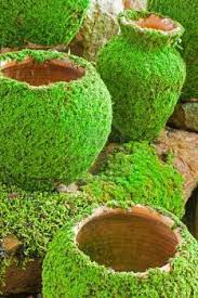 Best Moss For Landscape Google Search Plants Moss Garden Covered Garden