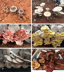 We did not find results for: The Amazing Potential Of Fungi 50 Ways We Can Exploit Fungi Industrially Springerlink