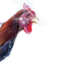 Polk County Fair Guide 07-24-24 by Amery Free Press