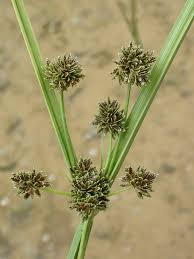 Image result for Cyperus difformis