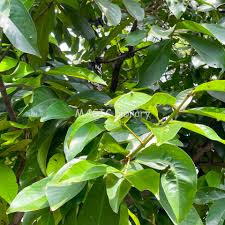 Image result for Syzygium niassense