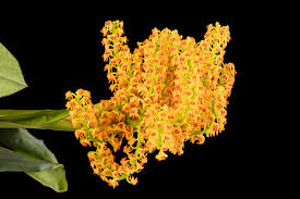 Image result for Polystachya