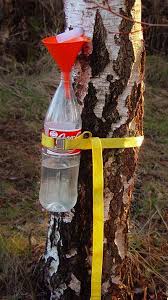 Collection Of Birch Sap Wilderness Survival Survival Skills Survival Prepping