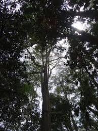 Image result for Newtonia buchananii