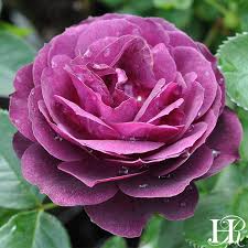 Real rose petals are fragrant, colorful, and romantic. Heirloom Roses Who Loves Purple Roses This Dark Purple Facebook