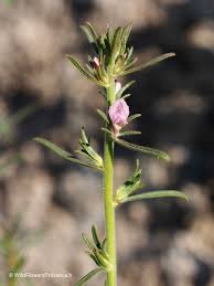 Image result for Misopates