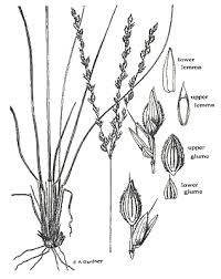 Image result for Alloteropsis