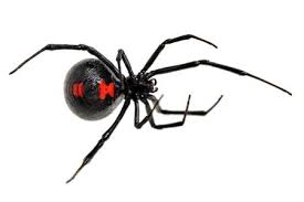 Unlike black widows which use neurotoxins, recluse spider venom is a cytotoxin, meaning it harms the bite area. Spider Bites Signs Symptoms Diagnosis Treatment Prevention