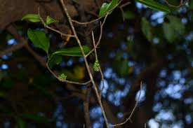 Image result for Embelia libeniana