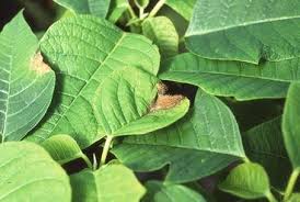 Any disease management (dm) strategy should be focused on breaking up the. Diseases Of Poinsettia Springerlink