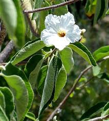 Image result for Cordia pilosissima