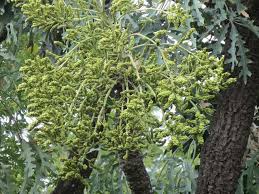 Image result for Cussonia corbisieri