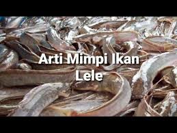 Mimpi tersebut berarti pertanda baik bahwa anda akan memperoleh rezeki yang tidak terduga. Arti Mimpi Ikan Lele Menurut Islam Primbon Dan Psikologi Youtube