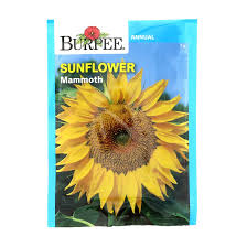 Huge heads are ideal for competition at fairs. Burpee Sunflower Mammoth Russian Seeds Shop Seeds At H E B