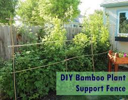 Grow a bamboo fence with help from an author and garden adviser in this free. Diy Bamboo Plant Support Fence Or Decorative Lattice