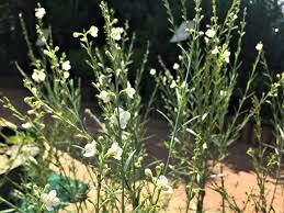 Image result for Gomphostigma