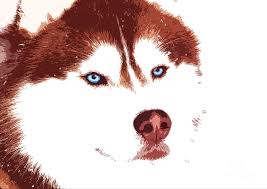 Siberian husky and german shepherd. Red And White Siberian Husky Dog With Blue Eyes Portrait Digital Art By Tatiana Serebryakova