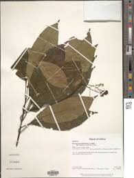 Image result for Tarenna leonardii