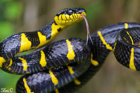 Mangrove Cat Snake Boiga Dendrophila Black N Yellow Snake Animals Beautiful