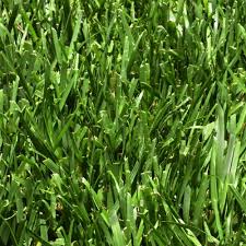 Harmony 500 Sq Ft Fescue Sod 1 Pallet Hh500f1 Fescue Sod Plants For Hanging Baskets Outdoor Brands