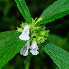 Image result for Leucas glabrata