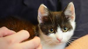 katze klettert in waschmaschine dann beginnt der waschgang stern de