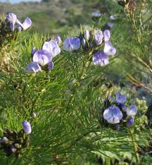Image result for Psoralea arborea