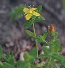 Image result for Hypericum aethiopicum