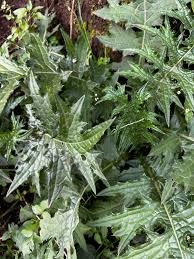 Image result for Acanthus polystachyus