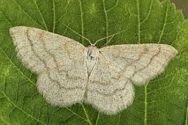 Image result for Scopula ternata