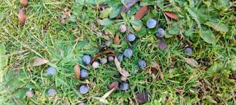 Image result for Nageia