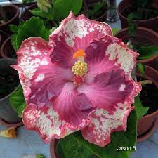 Hibisco Hibiscus Plant Flower Seeds Bonsai Flower