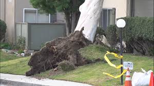 Wind vanes, rain gauges, pan balances, graduated cylinders, beakers, spring scales, hot plates, meter sticks, compasses, magnets, collecting nets,. Winds Roar Across California Leaving Trail Of Damage Kens5 Com