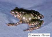 Image result for Pristimantis gladiator