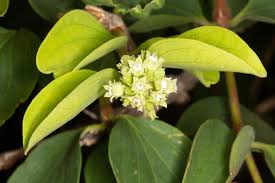 Image result for Strychnos henningsii