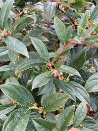 Image result for Grewia holstii